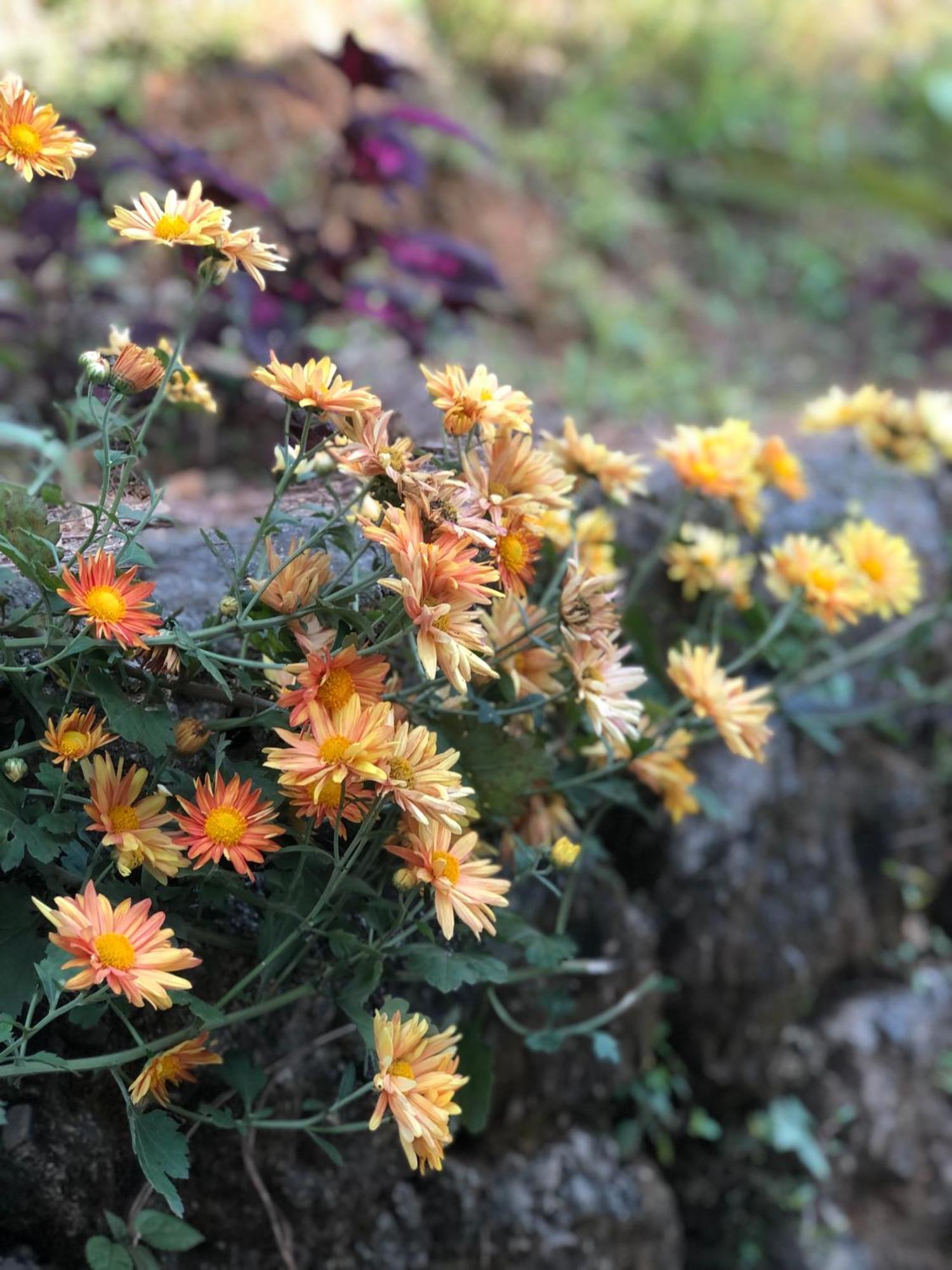 Вілла Into The Wild Pokhara Kaski Екстер'єр фото