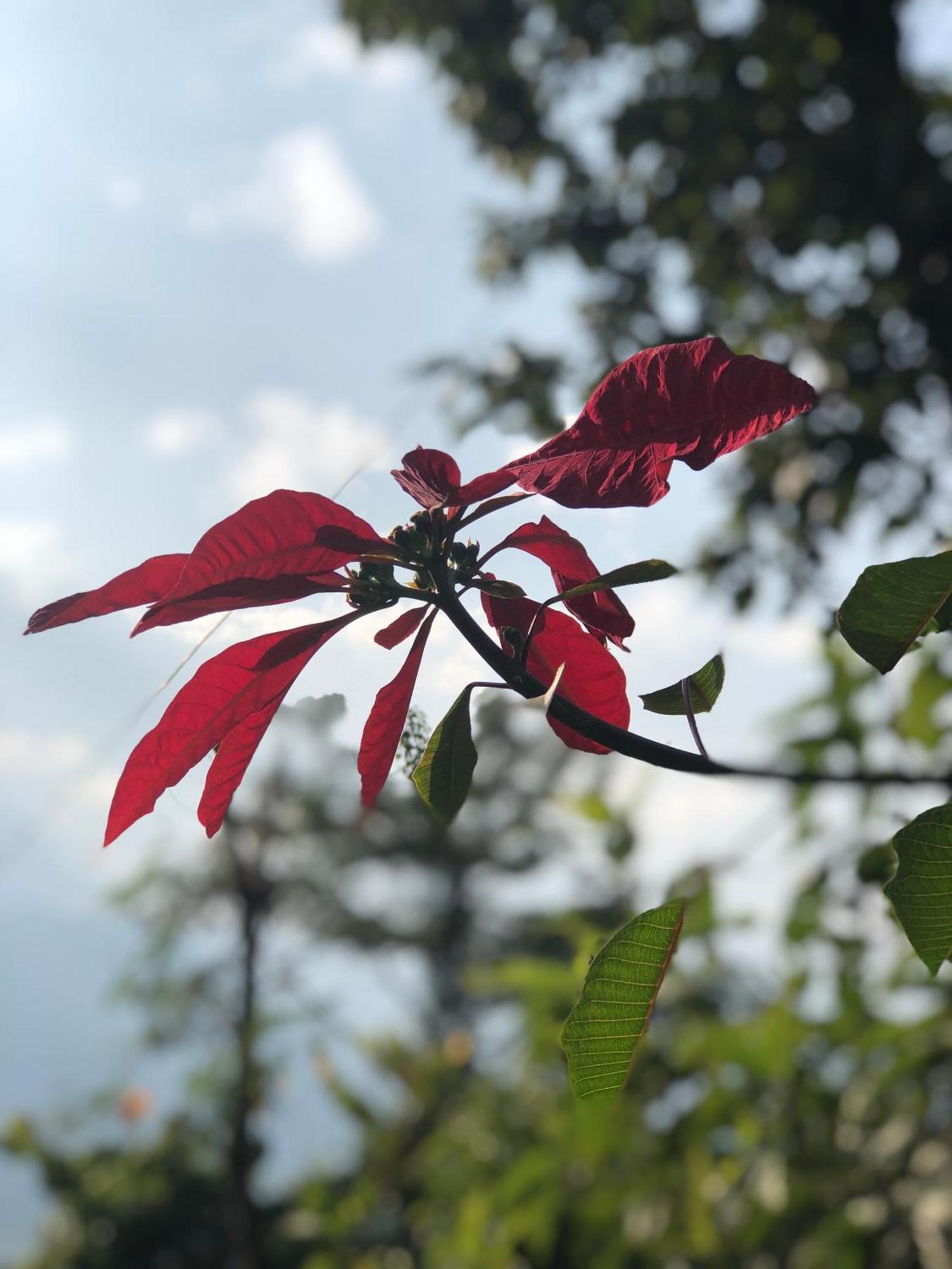 Вілла Into The Wild Pokhara Kaski Екстер'єр фото